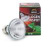 Preview: Terra Exotica Halogen Sunspot - Halogen Spotstrahler - 50 Watt